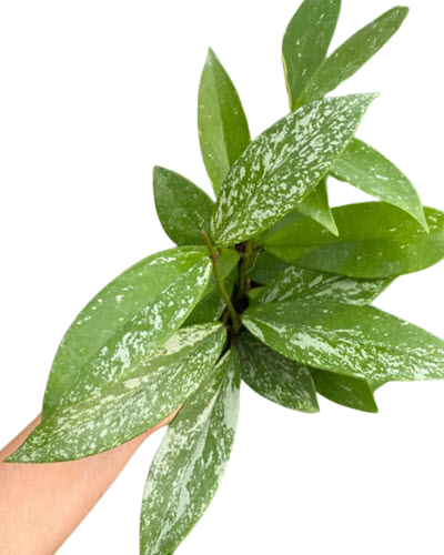 Hoya Splash
